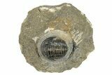Curled Gerastos Trilobite Fossil - Morocco #277631-3